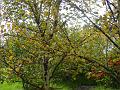 2007-1014_1315_17.5 _C_Icelandic_Birch
